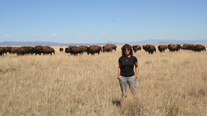 Bison graze on the Blackfeet Reservation in northern Montana, where Maria Nieves Zedeño has conducted research in collaboration with the tribe.