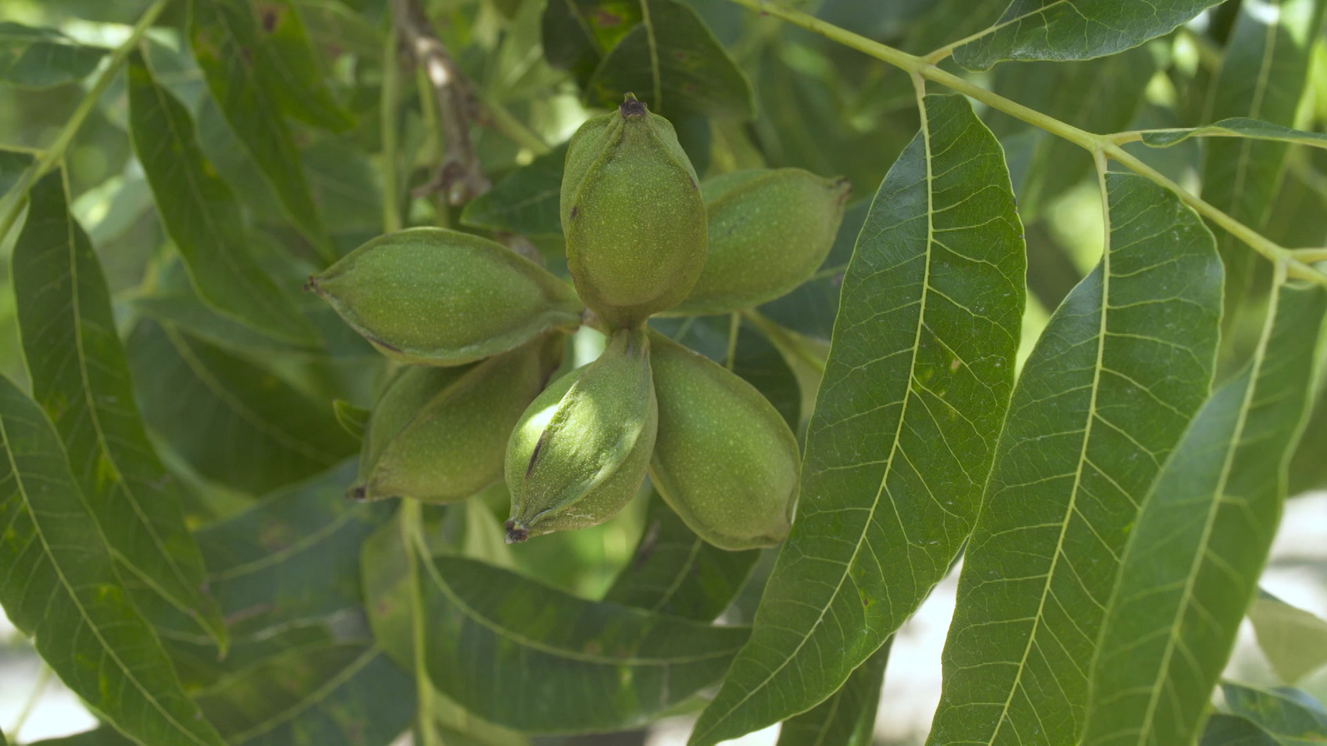 A cluster of pecans growing at Green Valley Pecan Company in Sahuarita. 