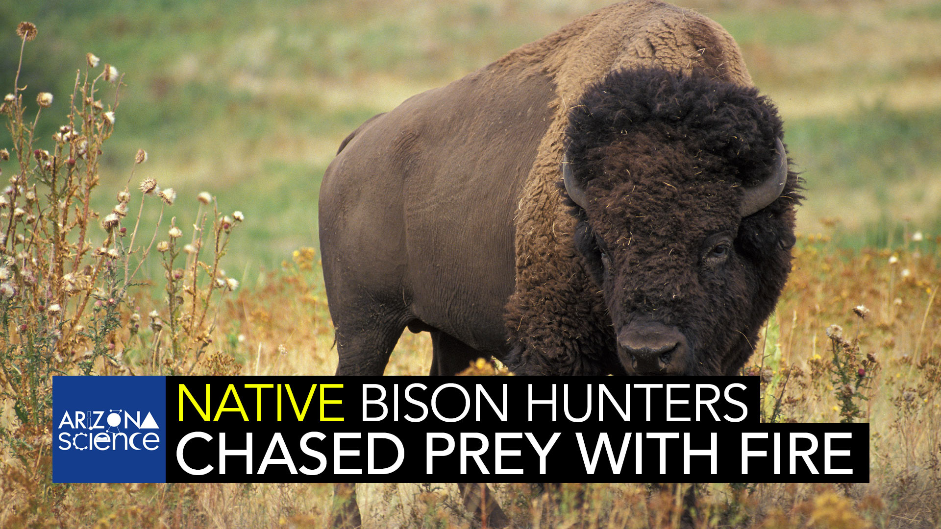 New discoveries revealed that ancient Native American hunters would manage wild herds of bison for food.