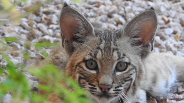 One of the many young bobcats that Merry Lewis has witnessed being raised in her Tucson Foothills backyard since 1997.