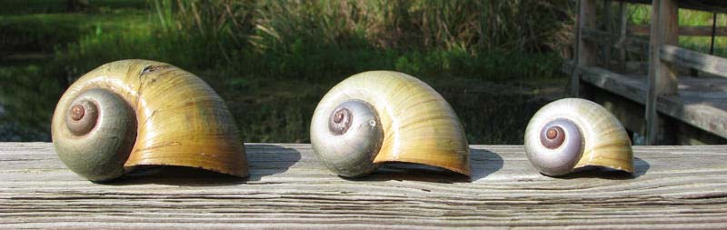 apple snail shells view larger