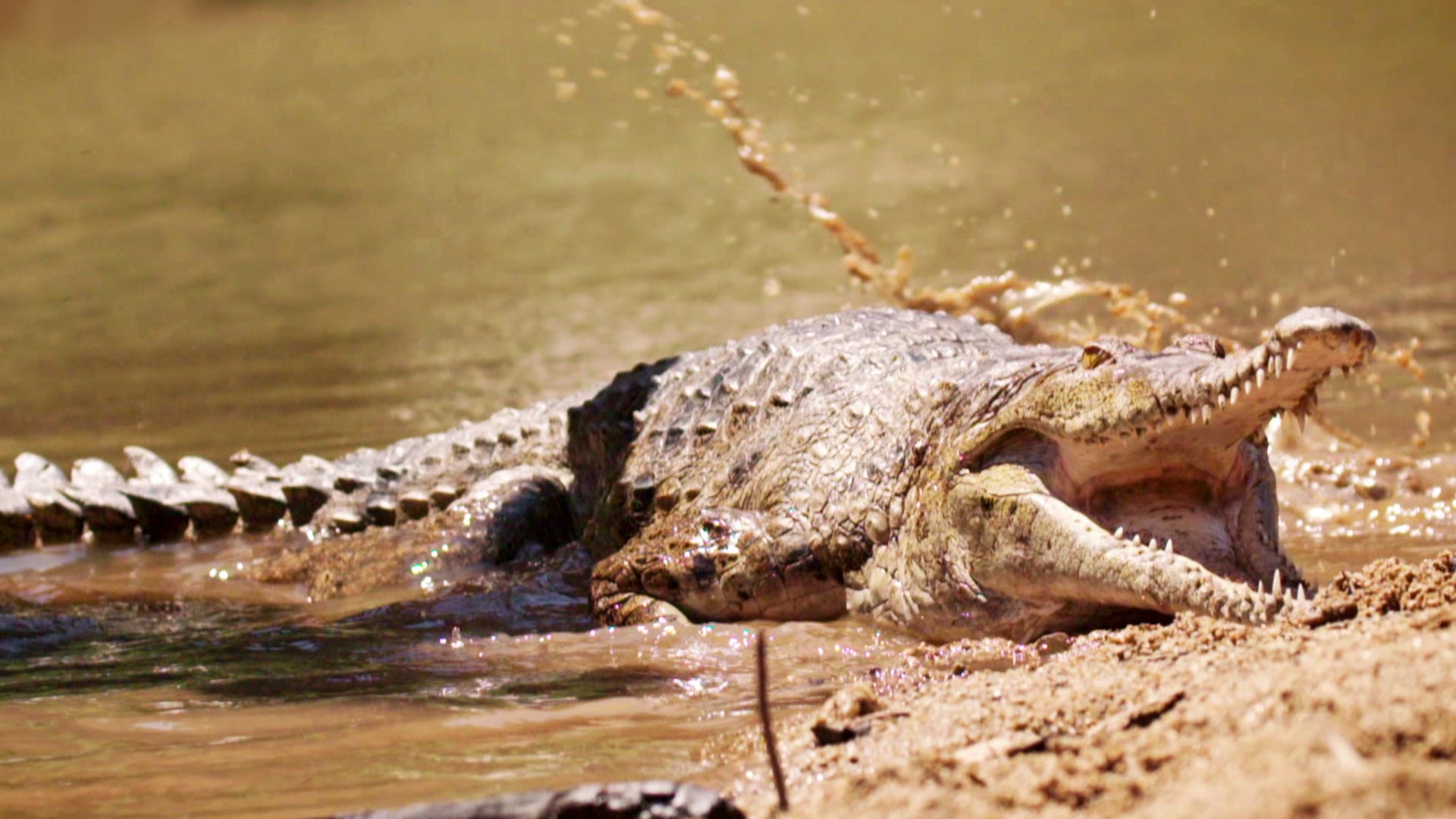 outback1_epe3_crocodile_hero