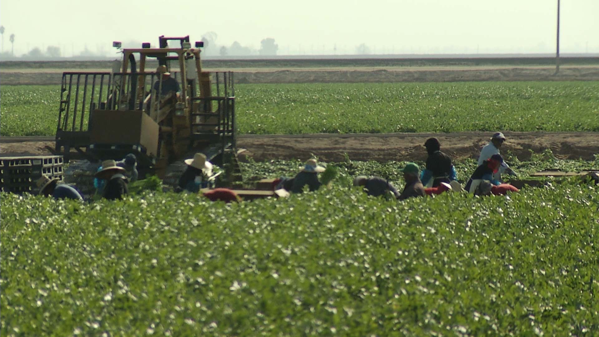 Workers harvest greens alongside farm equipment in the Yuma area in this file photo.