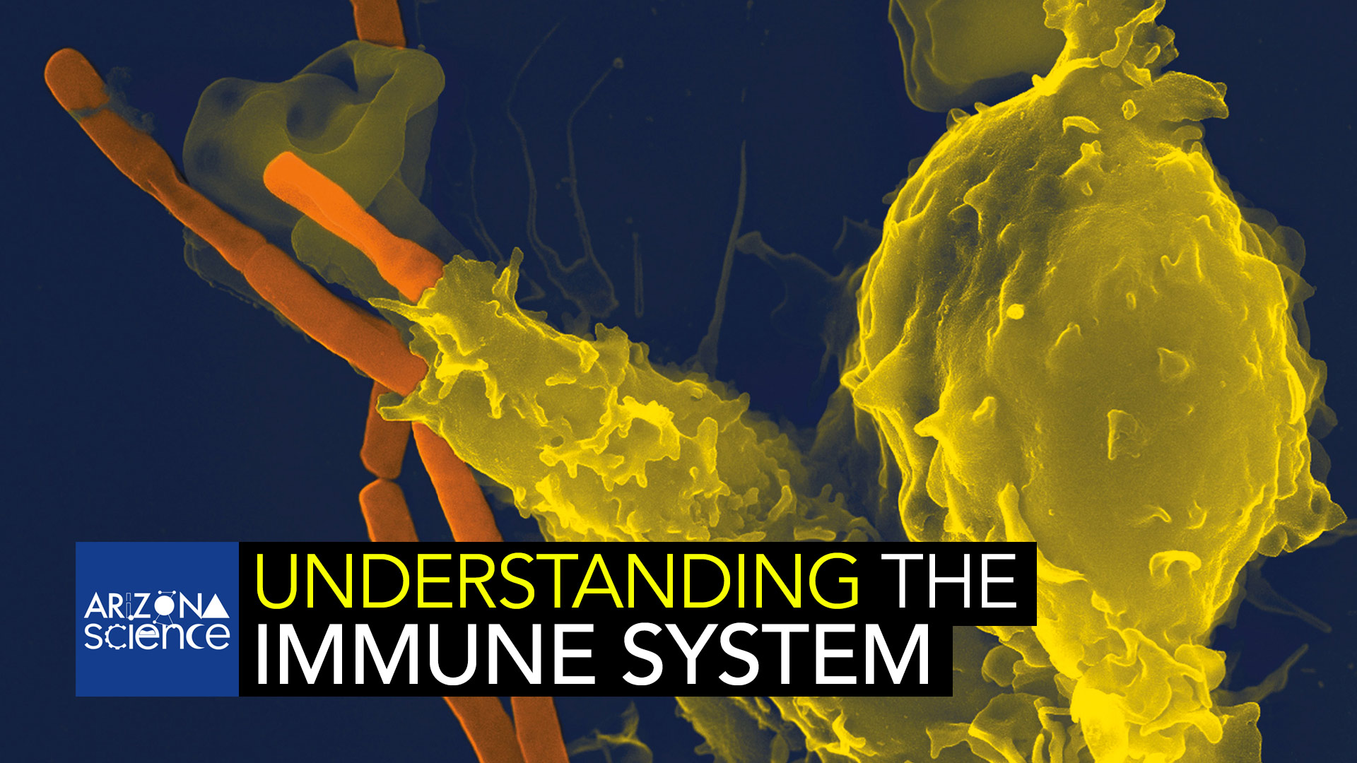 AZSCI 142 Immune System