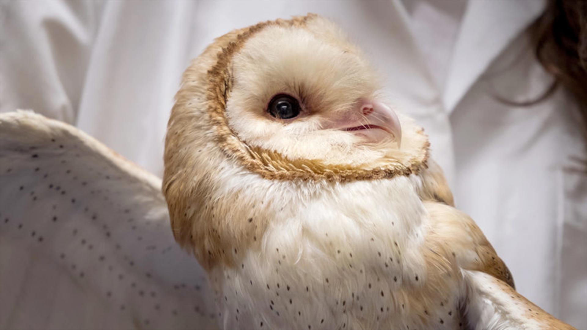 Scientists at Johns Hopkins University are studying barn owls to understand how the brain maintains focus.