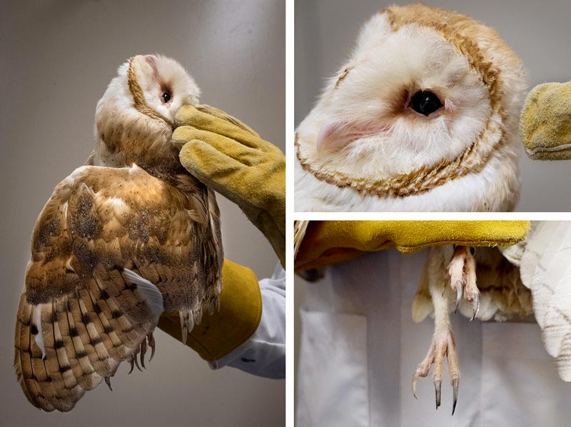 npr_story_barn_owl_collage