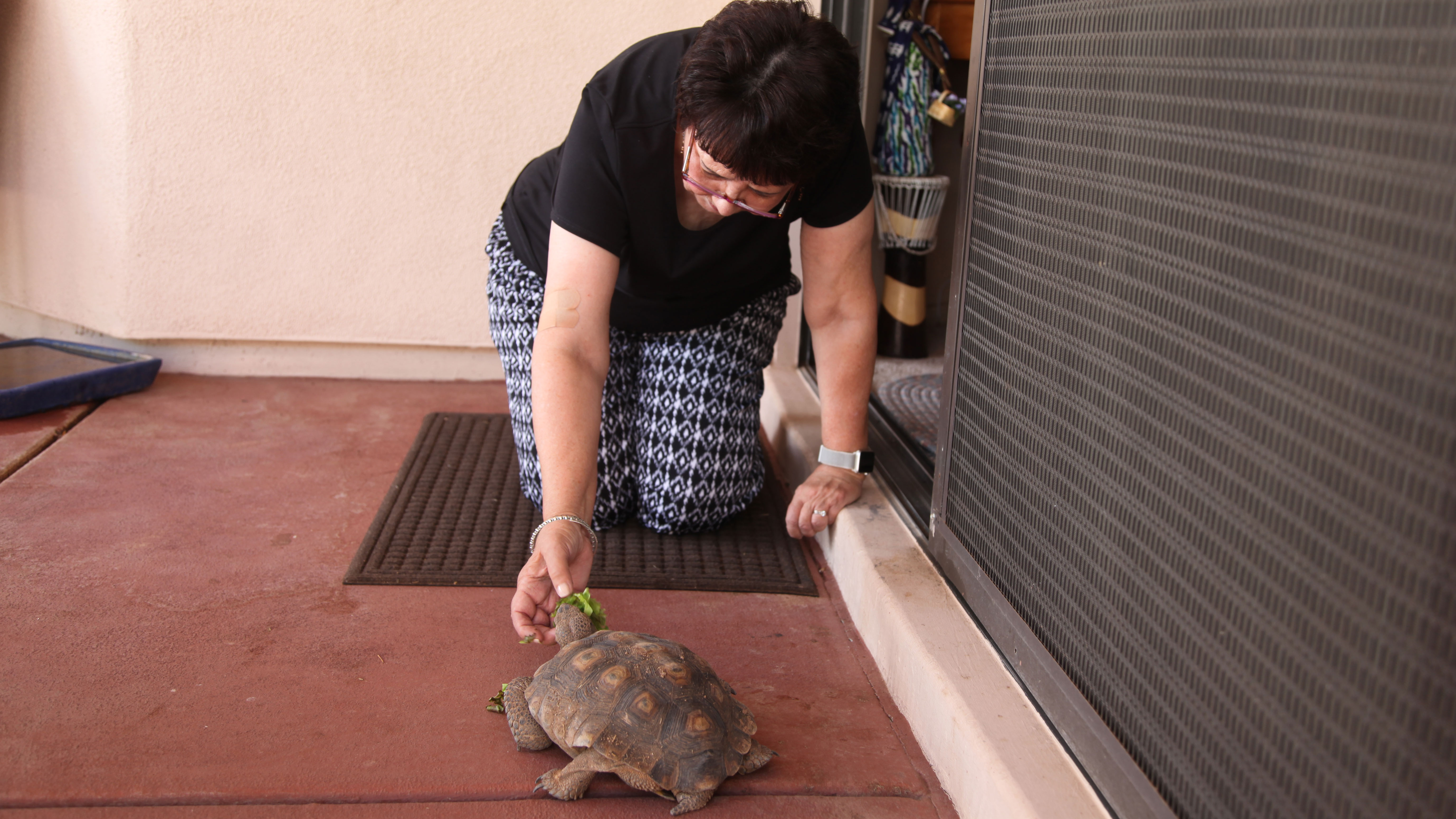 Merry Lewis tortoise