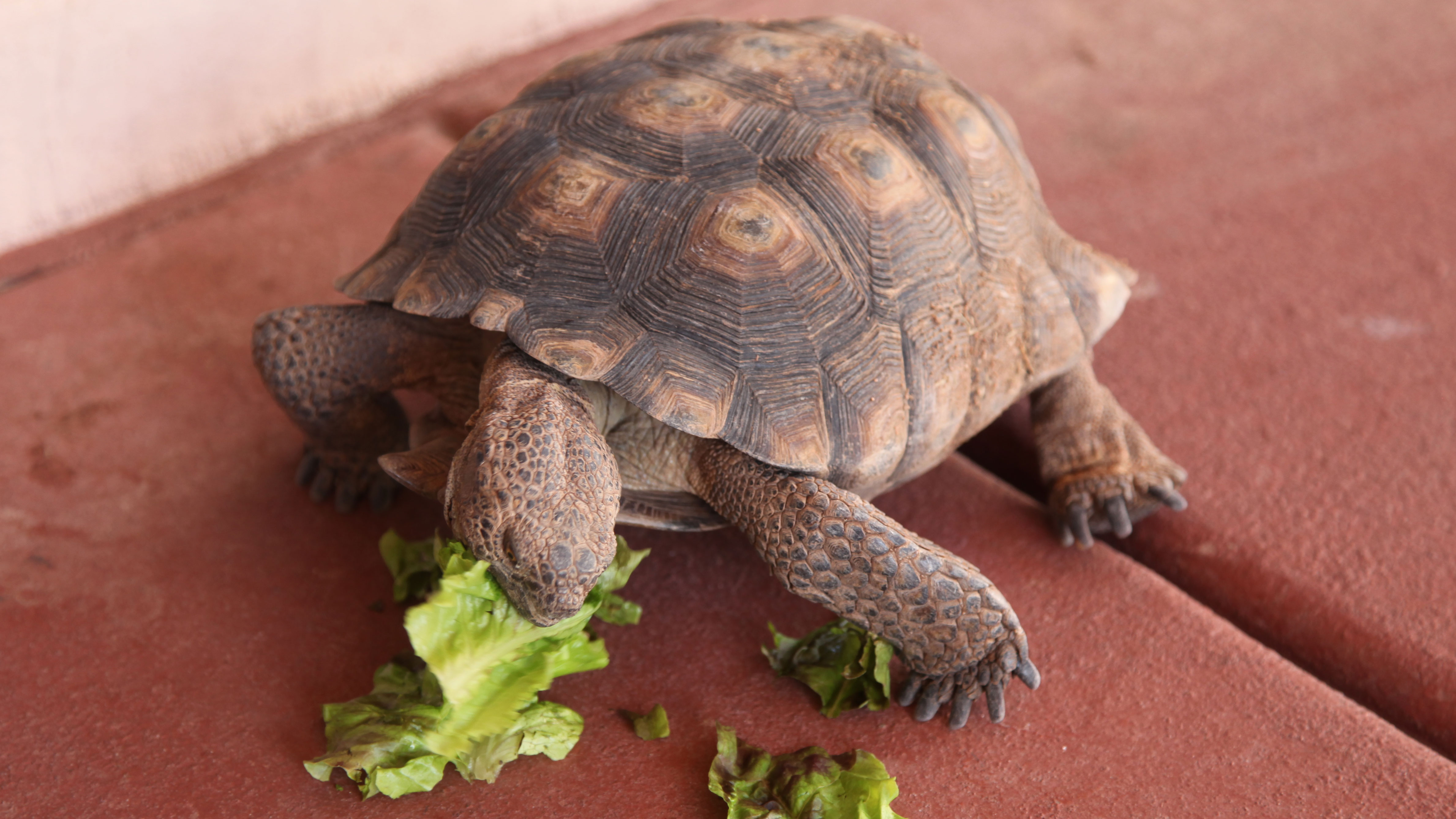 Desert tortoise lettuce