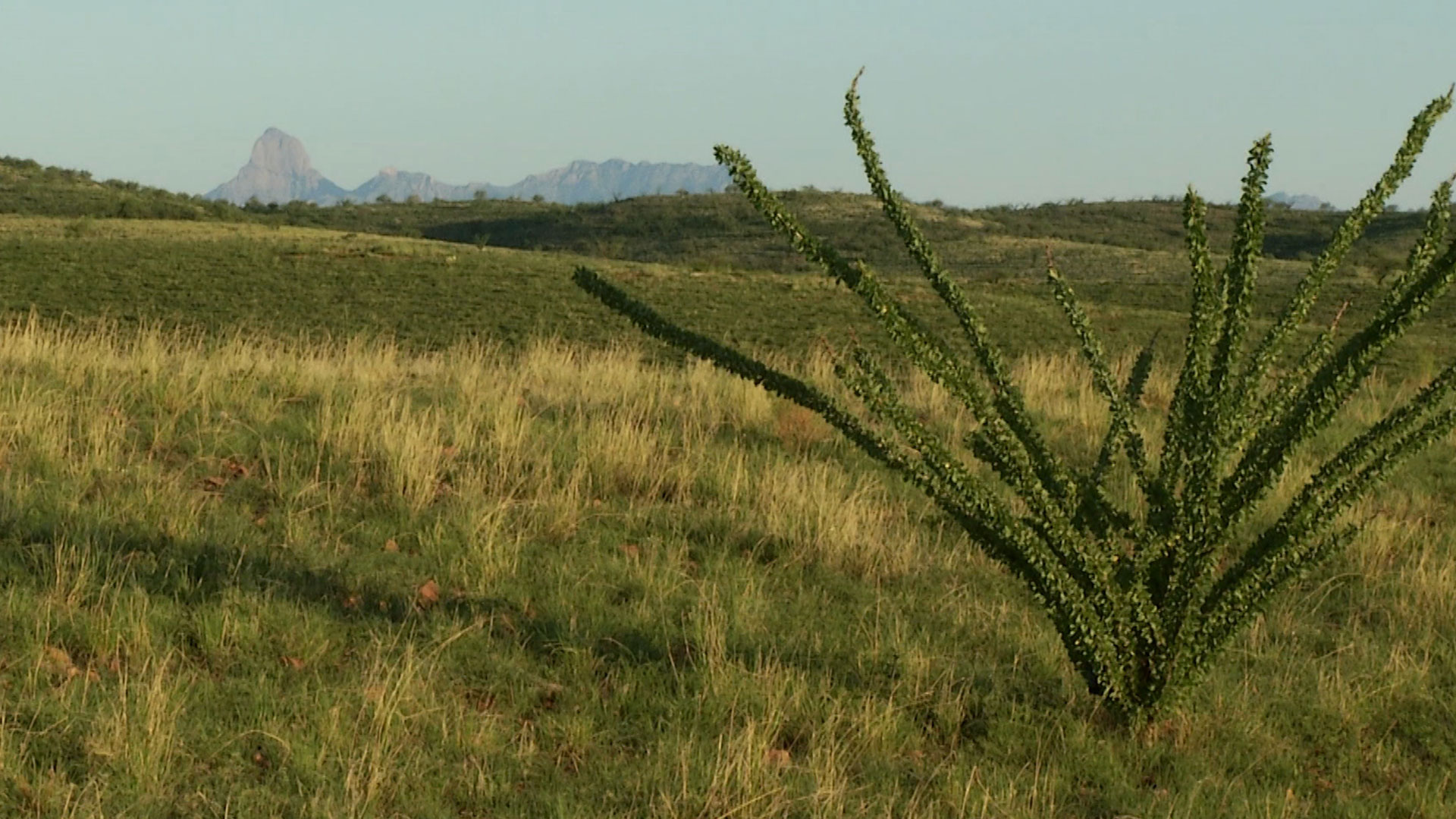 Baboquivari Peak, the most sacred site for the Tohono O'odham people, can be seen from many parts of Buenos Aires National Wildlife Refuge. 