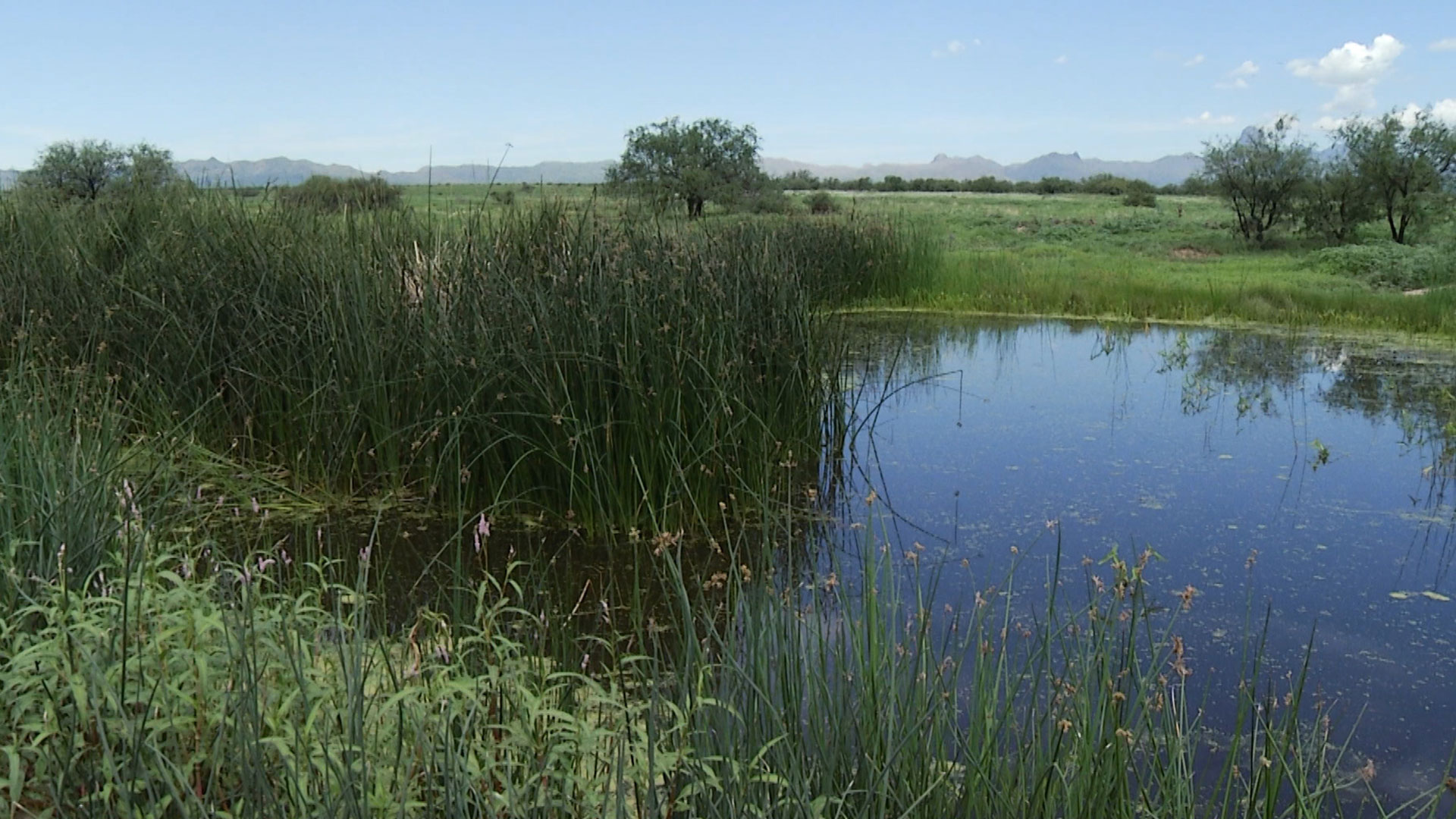 Buenos Aires NWR pond