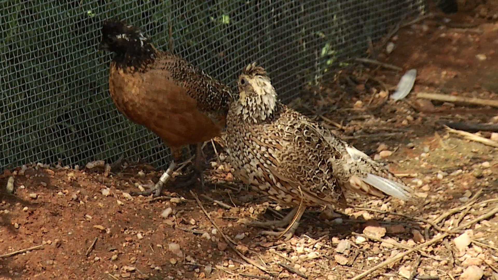 Buenos Aires National Wildlife Refuge was established for the reintroduction of masked bobwhite quail which are currently in captivity. 