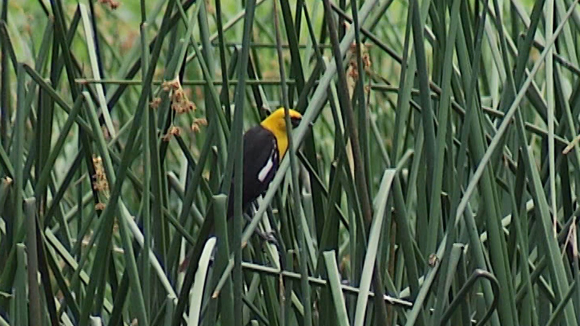 Buenos Aires NWR bird