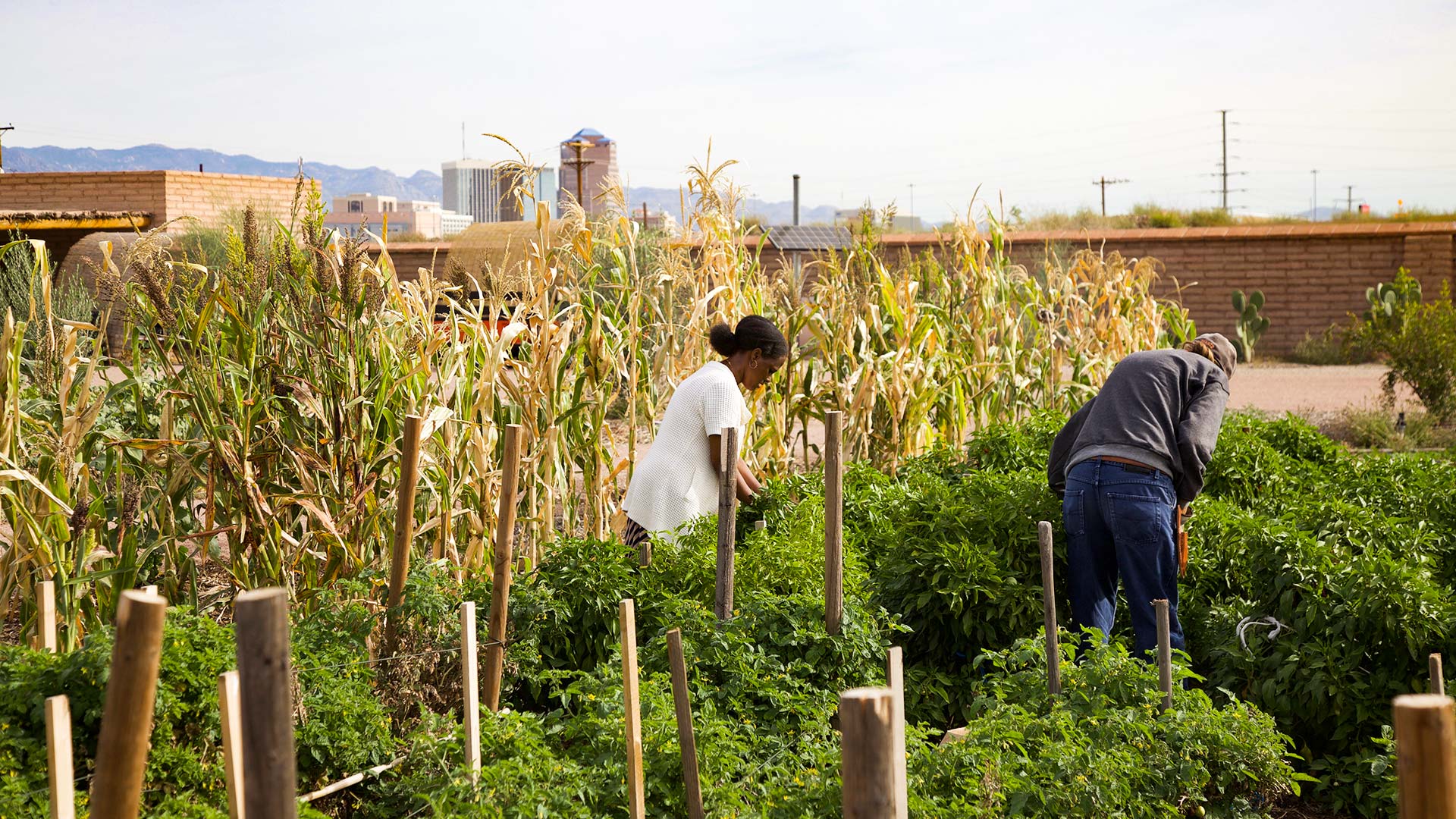 Volunteers work at the nonprofit-run Mission Garden with downtown Tucson's skyline in the background, November 2018.