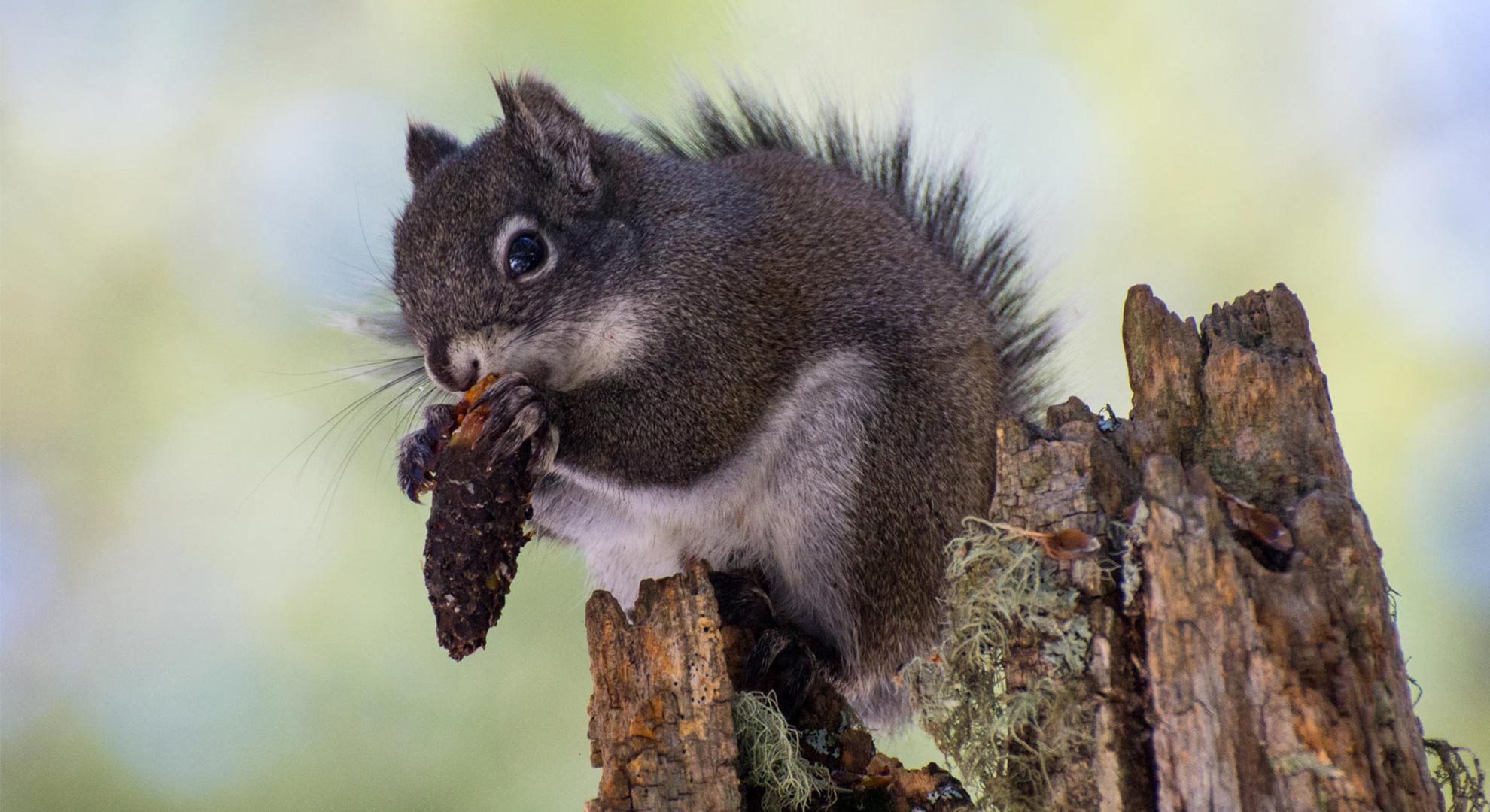 A wildfire last summer left even fewer numbers of the endangered red squirrel on Mount Graham. 