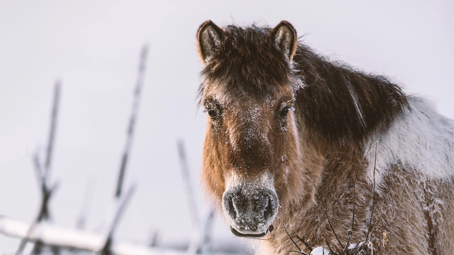 A Yakutian horse near Oymyakon, Siberia on a minus 49 °F day. From episode 2, “Chasing the Wild.”