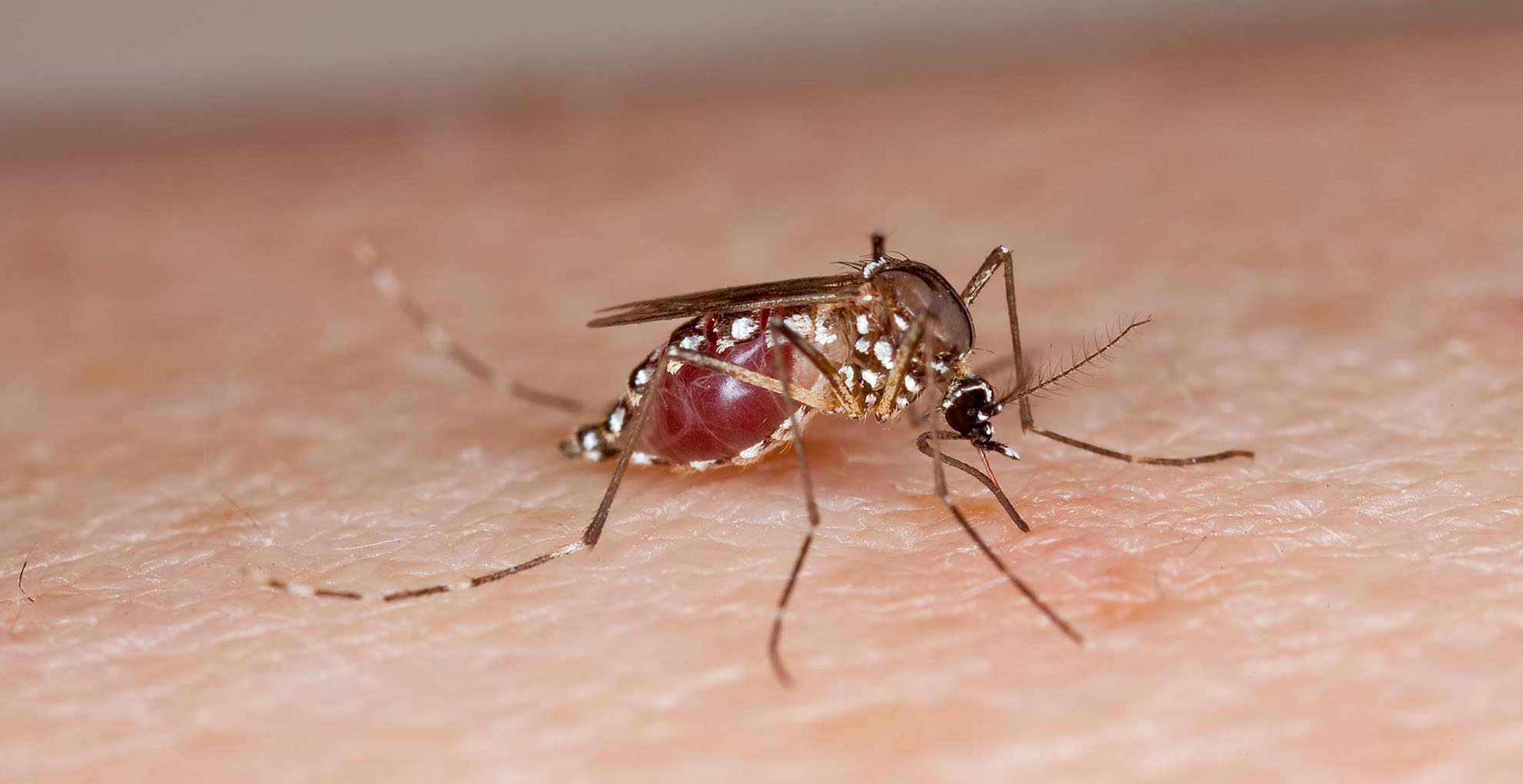 Mosquito-borne illnesses are rising: Here's how to protect yourself