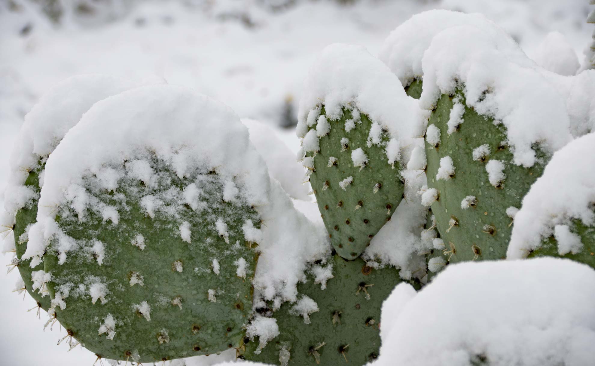 Cactus snow