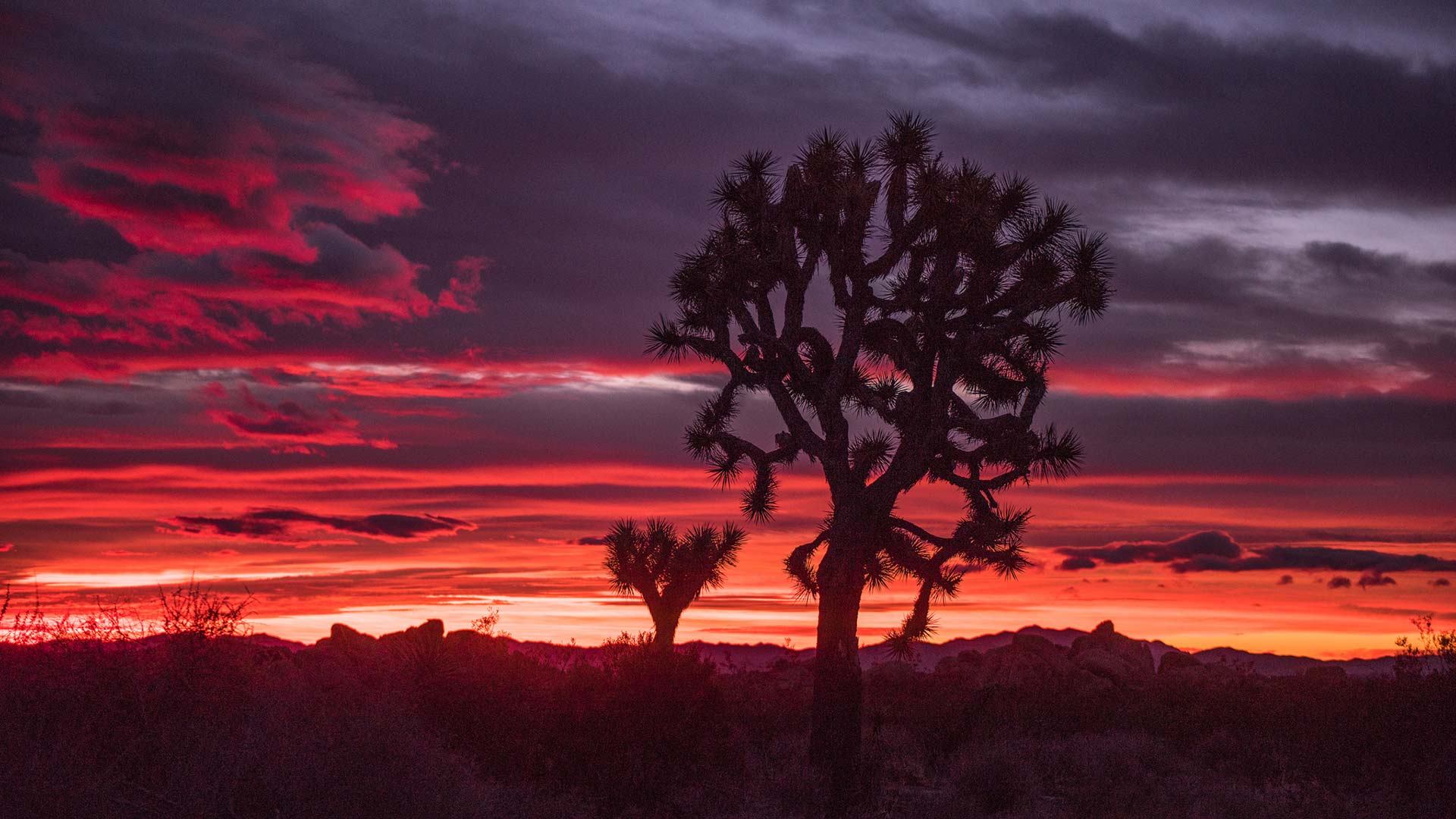 A sunset at Joshua Tree.