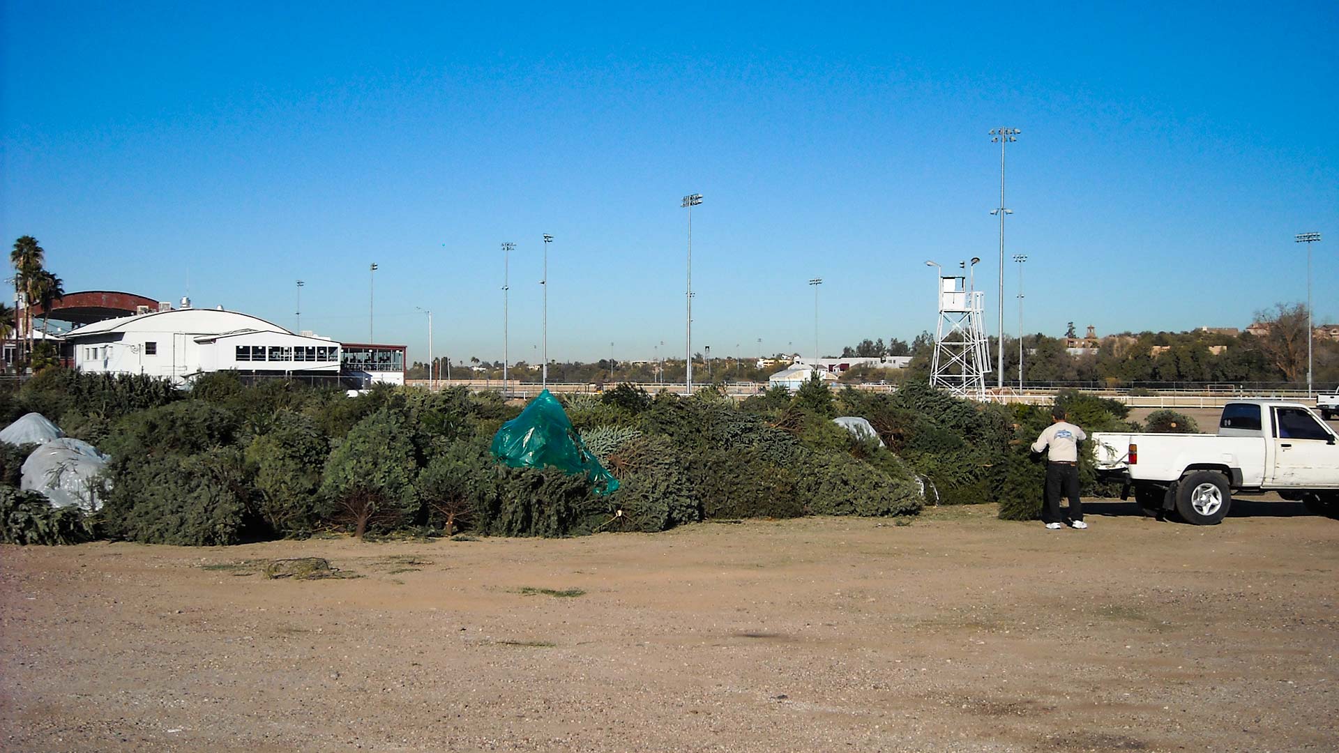 Dropping Trees off at Rillito.