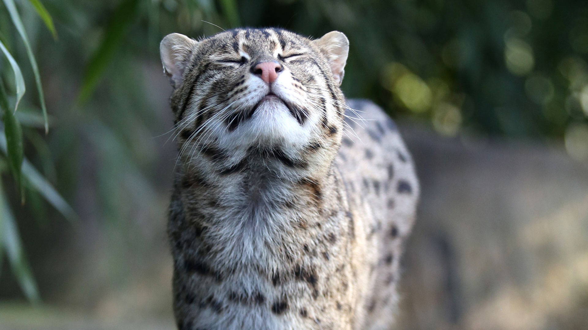 The fishing cat is about twice as big as the domestic cat and can be found in various parts of Asia. 