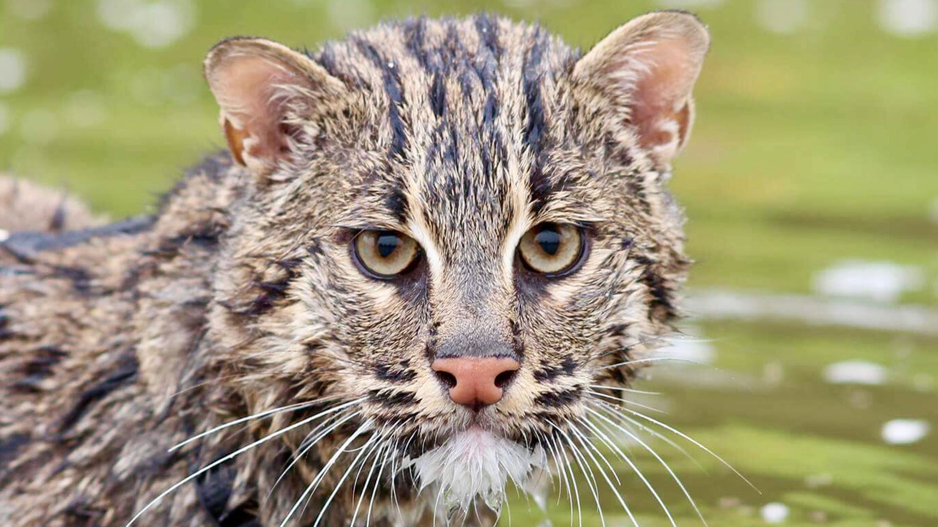 A Fascination for Fishing Cats - AZPM