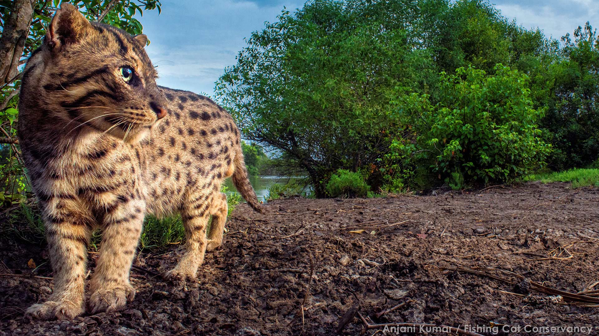 Fishing Cat River Bank