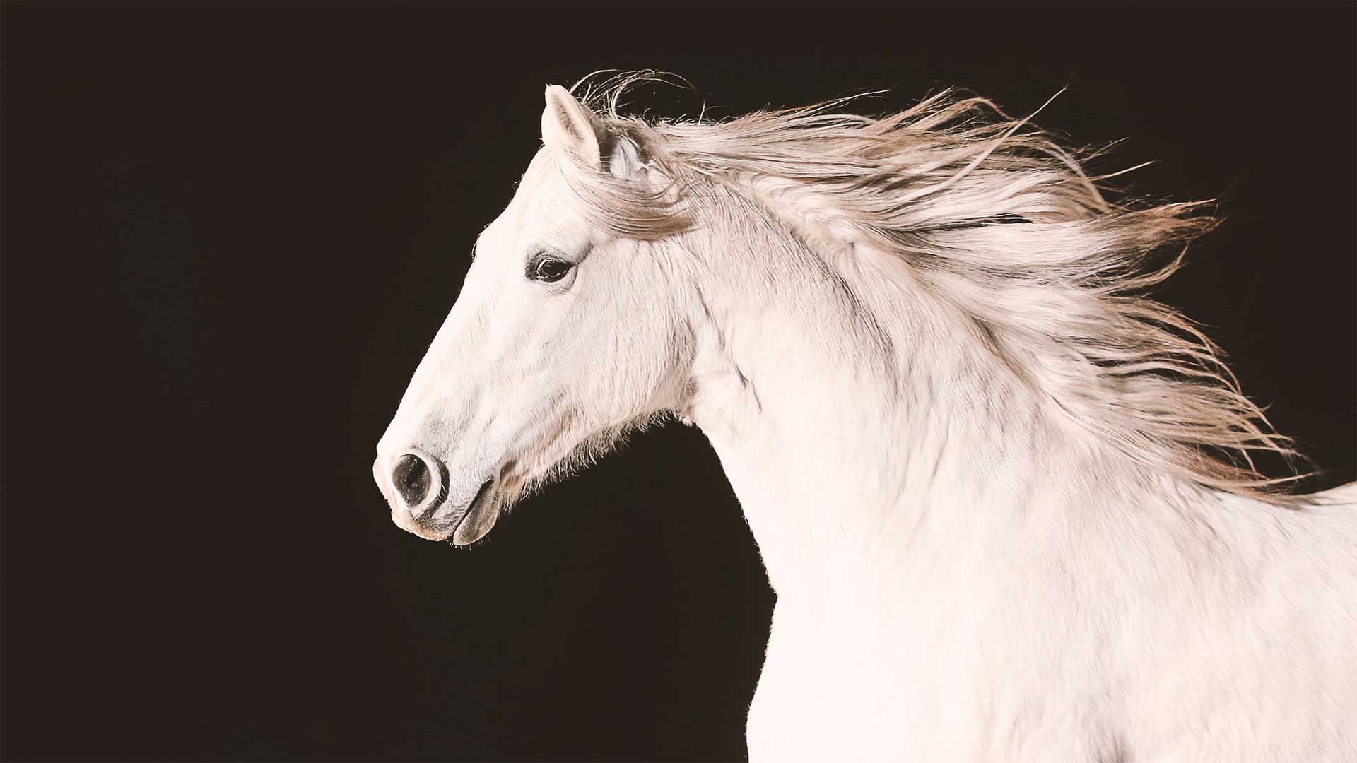 White Andalusian. From episode 1, “Origins