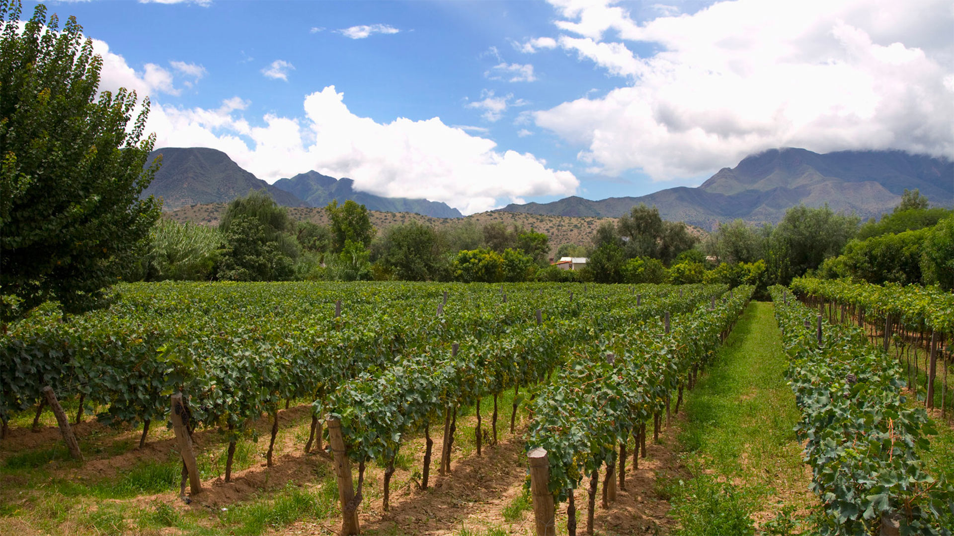 A vineyard in Tarija, Bolivia, the center of the country's wine industry. A growing number of wineries here are improving their techniques, ramping up production and starting to export, as global interest in Bolivia's award-winning wines grows.