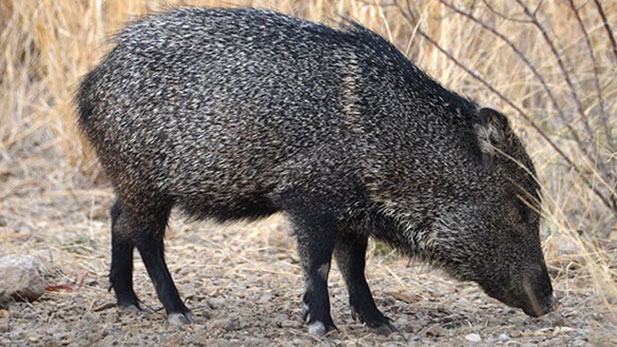 A collared peccary, or javelina.