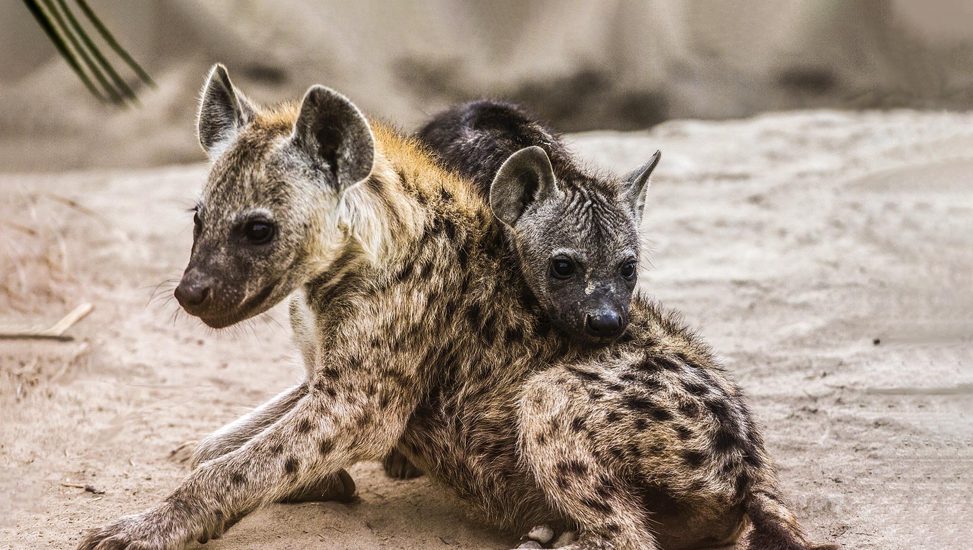 Two hyena pups resting together. Okavango Delta, Botswana.