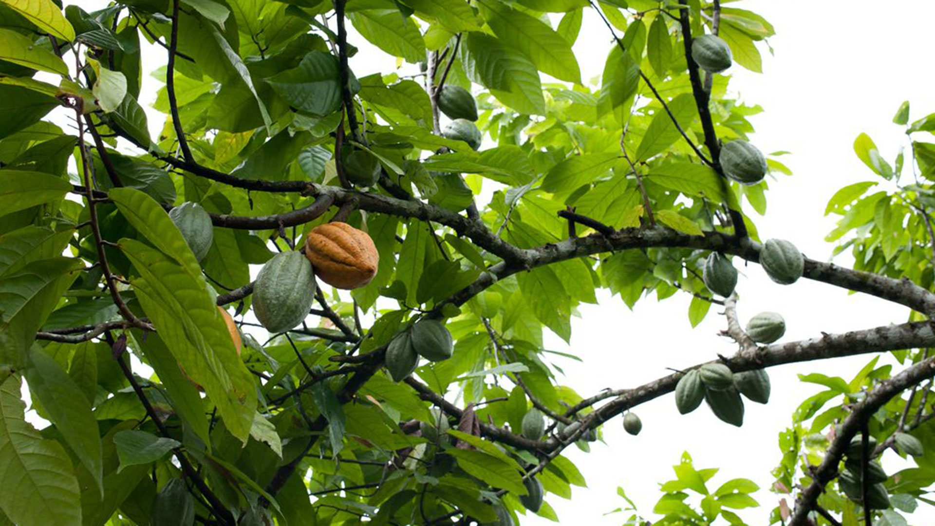 Cacao tree fruit.