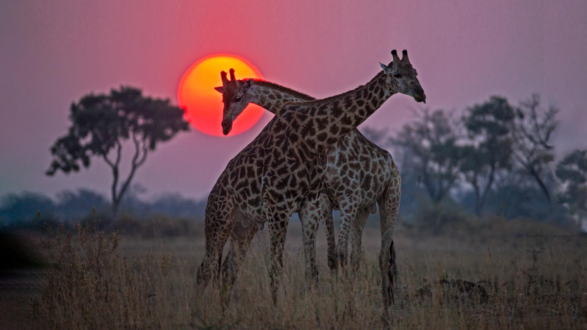 Two giraffe bulls fighting at sunset. Okavango Delta, Botswana.