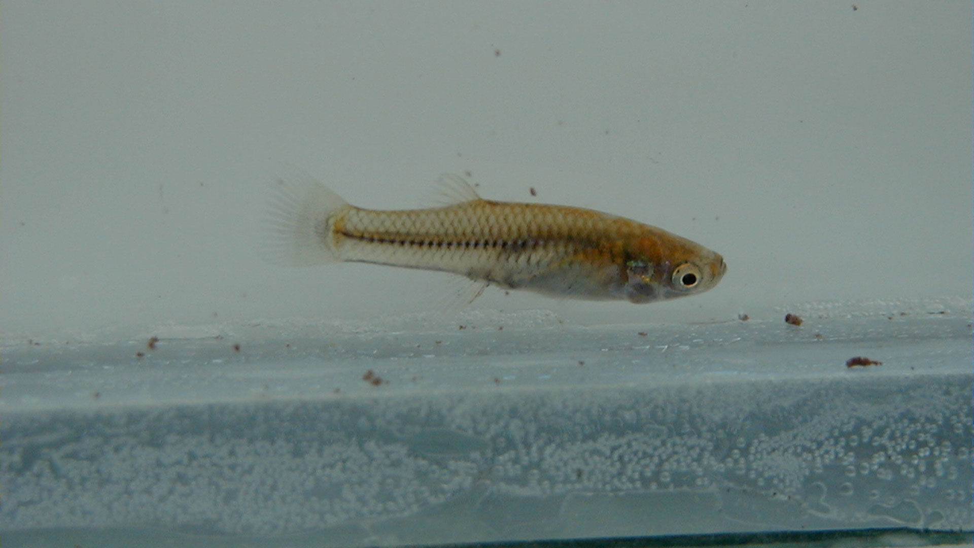 The newly described Rio Concepcion topminnow is found in the Rio Concepcion in northern Mexico. The minnow is related to the Gila topminnow.