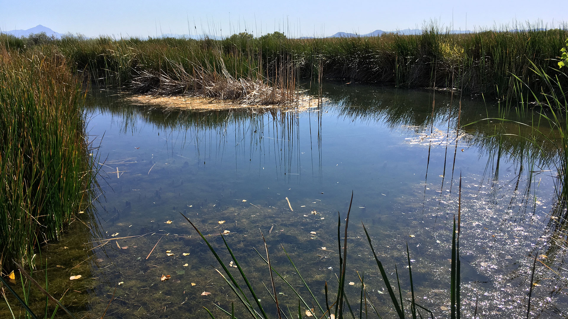 One of the spring-fed ponds at the San Bernardino National Wildlife Refuge in October 2019, which sits up against the U.S.-Mexico border. 