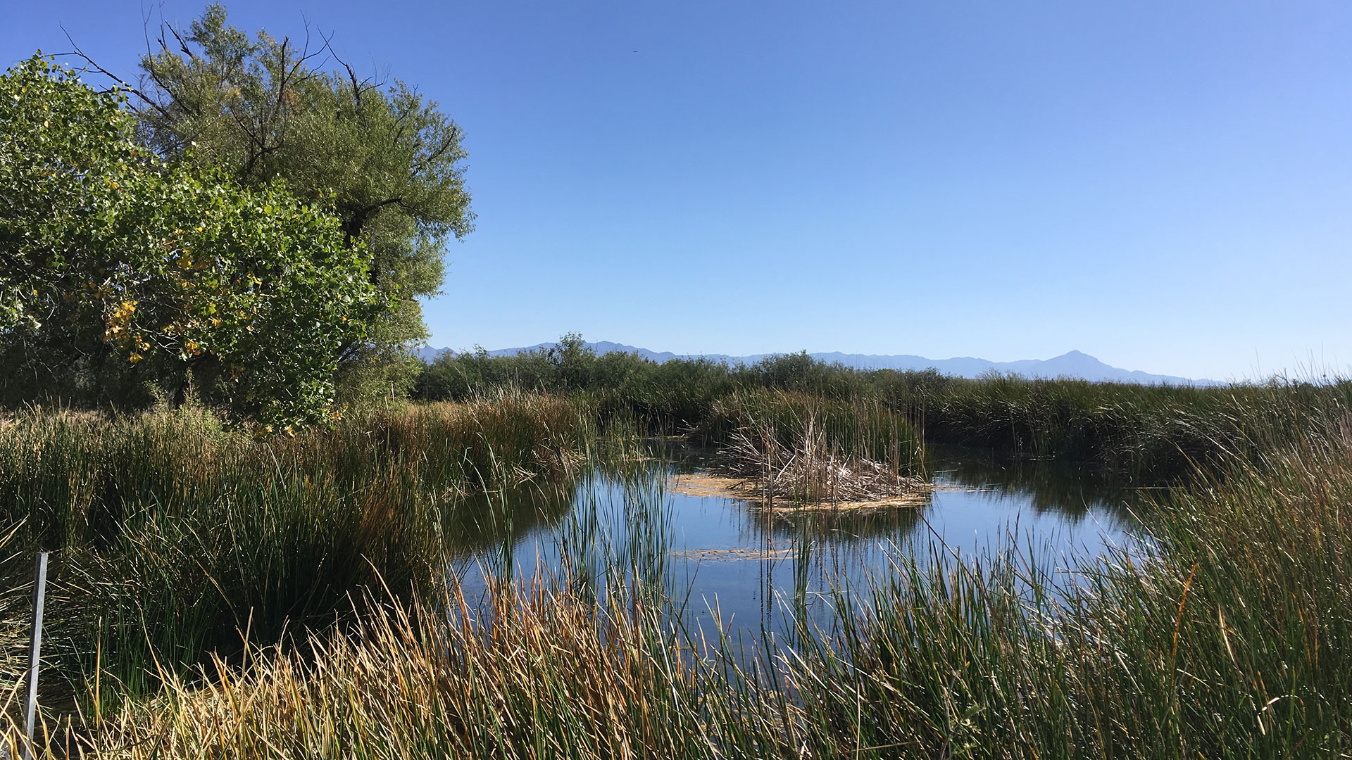 A spring-fed pond at the San Bernardino National Wildlife Refuge, a stone's throw from the U.S.-Mexico border. This property is managed by the U.S. Fish and Wildlife Service. 