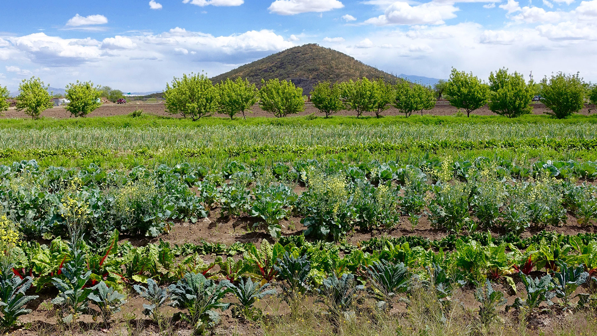 San Xavier Farm horizontal