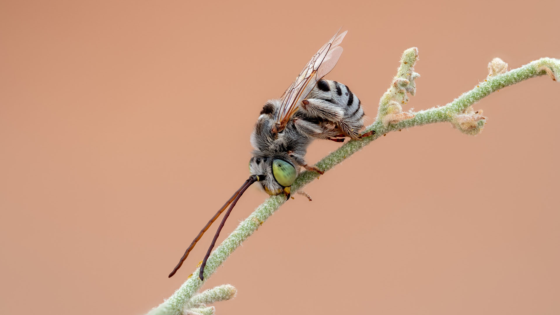A Sonoran Desert bee (genus Melissodes) identified by The Tucson Bee Collaborative, photographed by Bruce D. Taubert.
