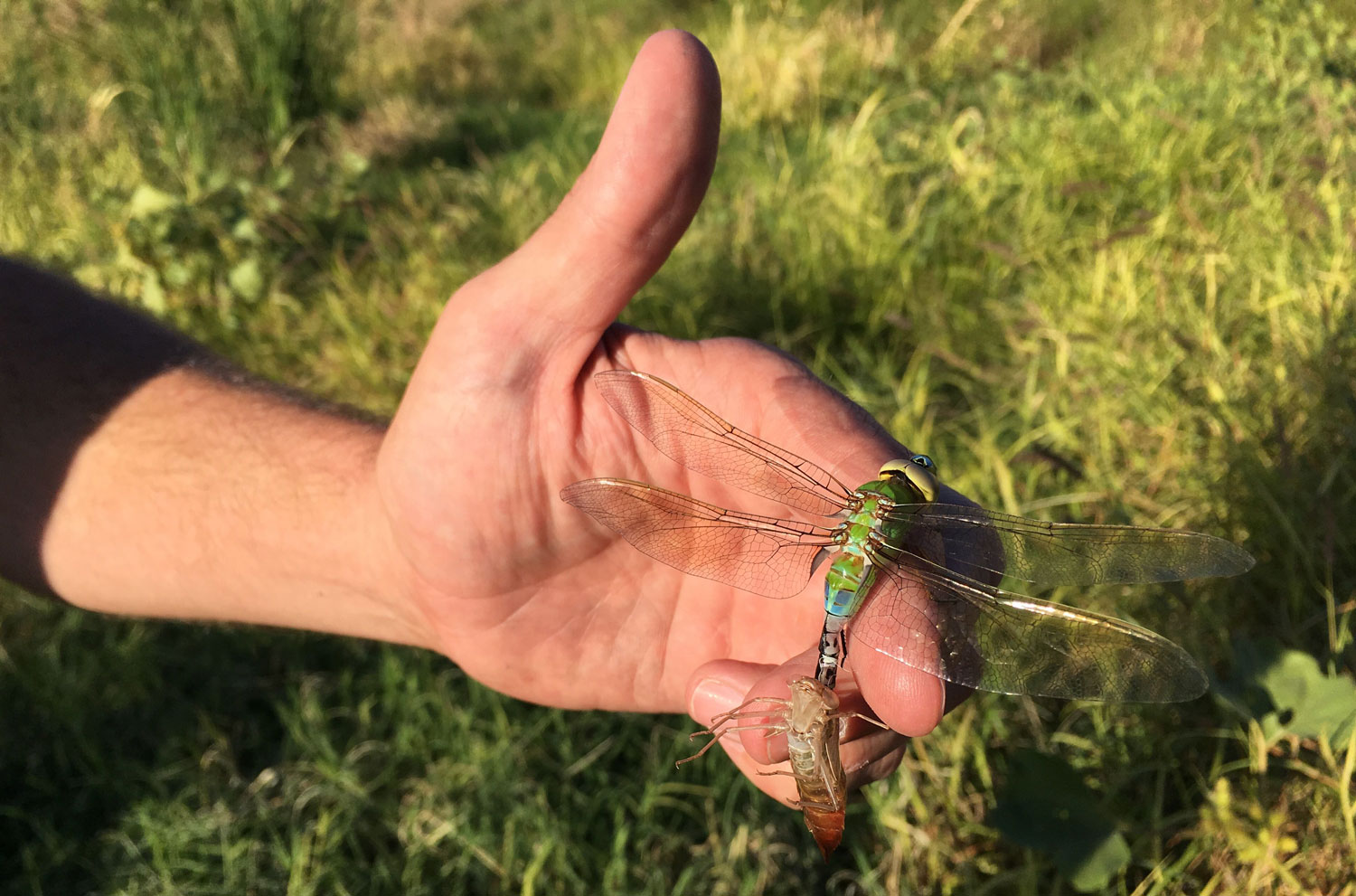 Darner dragonfly