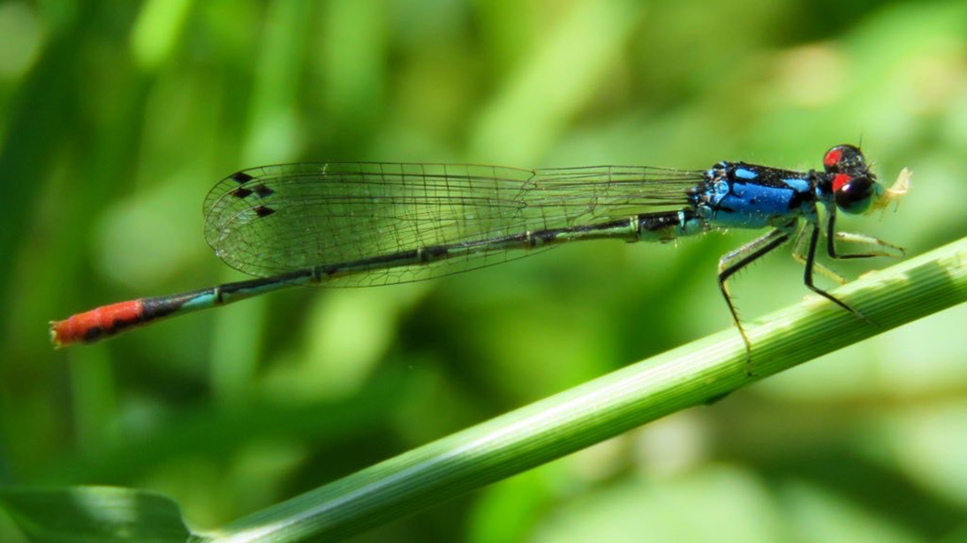 Painted Damsel