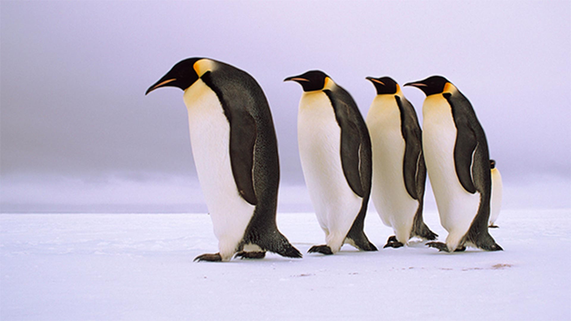 Emperor penguins walking in a row, Antarctica.