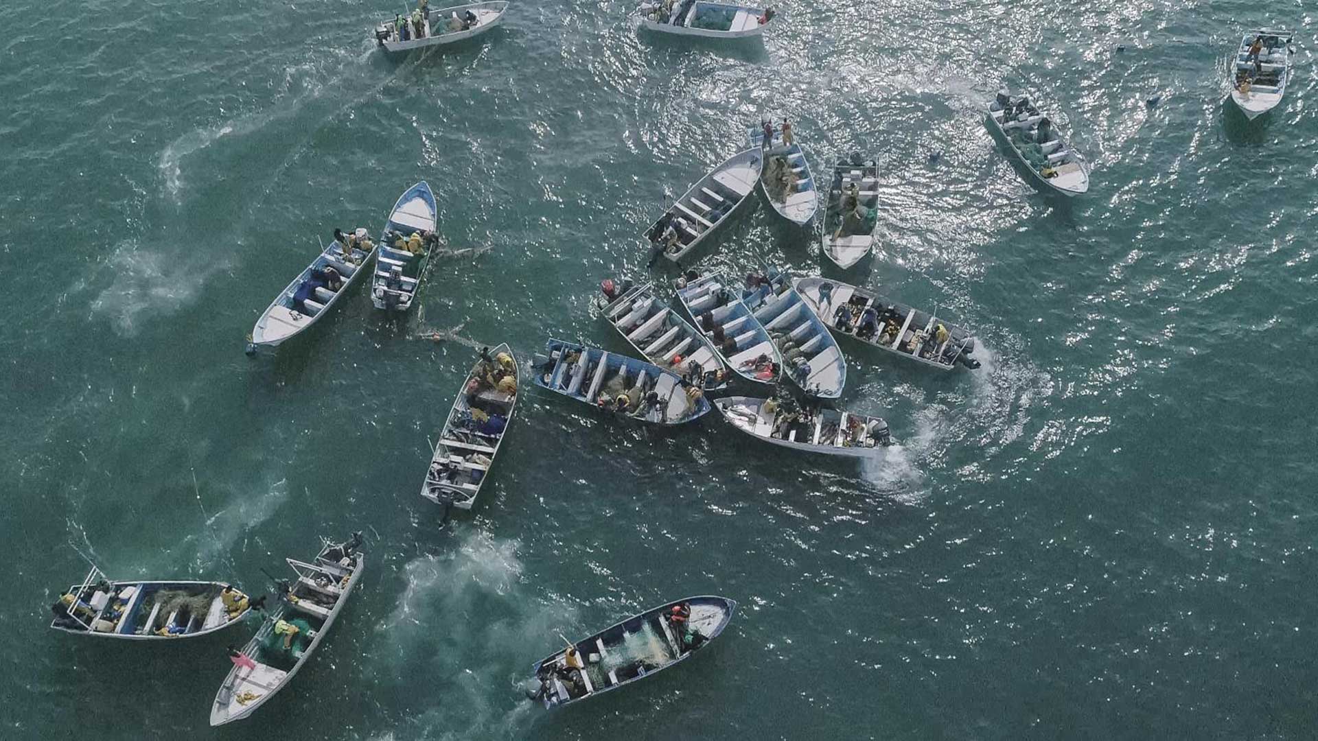 More than 80 small fishing boats illegally cast nets into the Sea of Cortez in an area inhabited by the vaquita marina porpoise on Dec. 8, 2019.