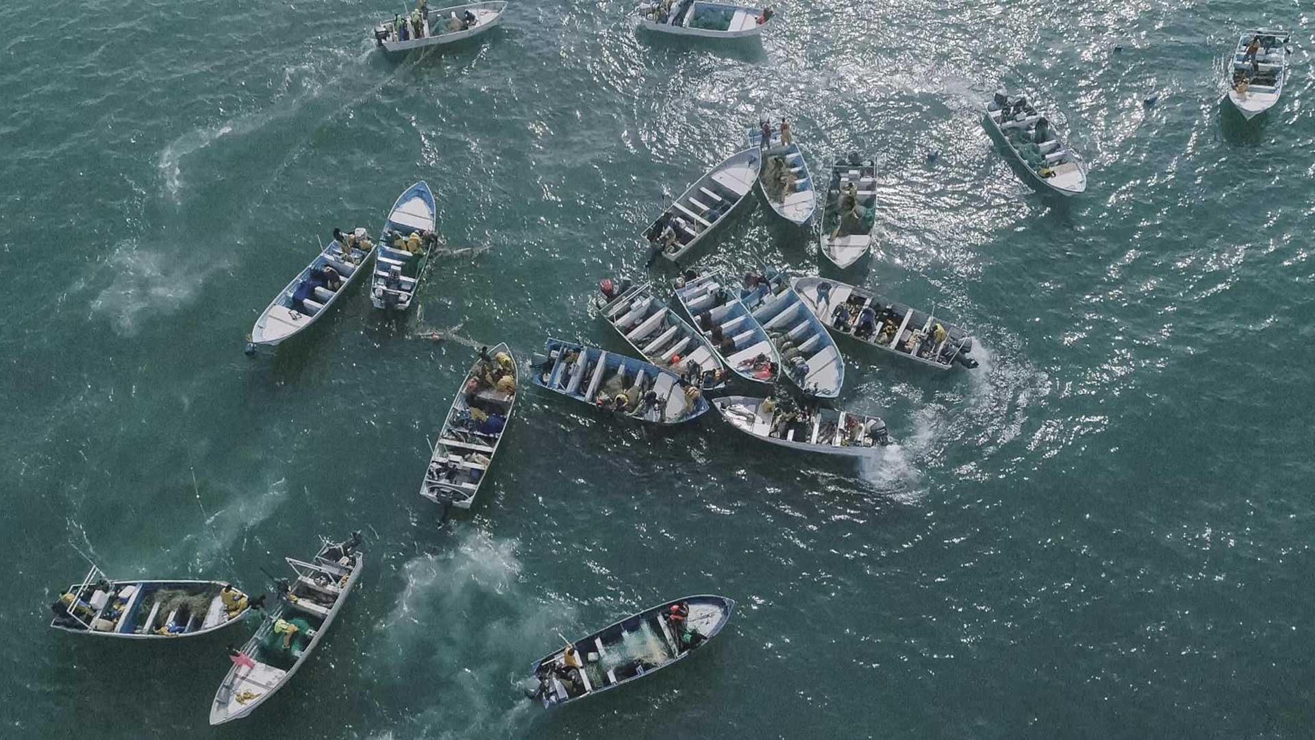 Poachers swarm vaquita refuge like never before