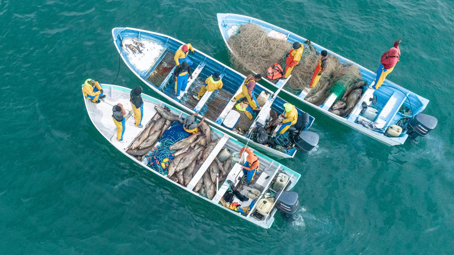 totoaba poachers vaquita