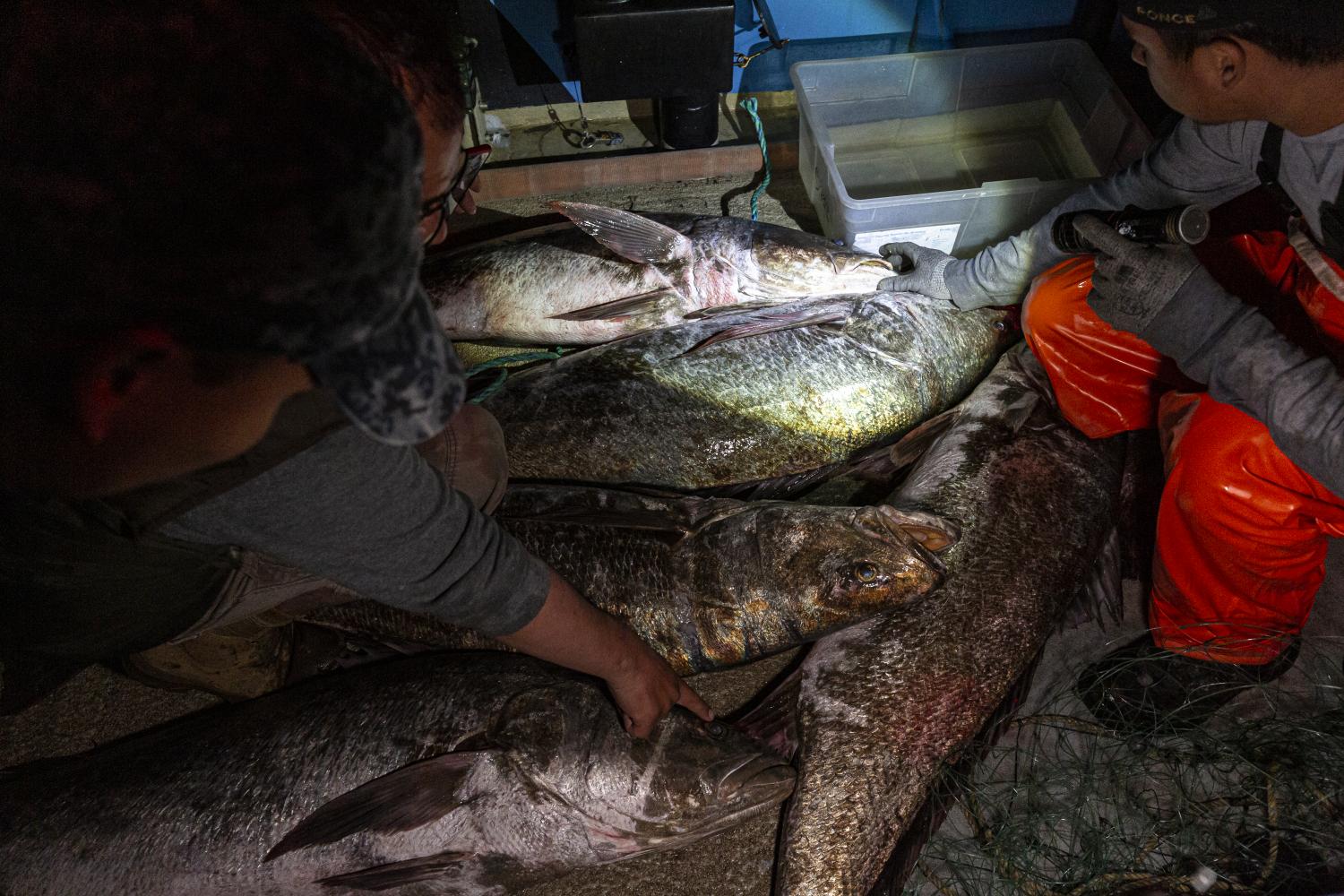 Sea shepherd totoaba