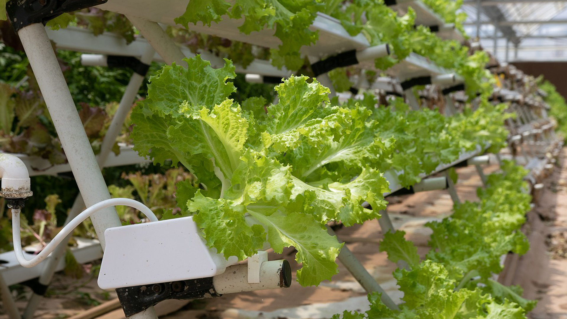 Vertical farmed plants are fed with liquid nutrients instead of soil.