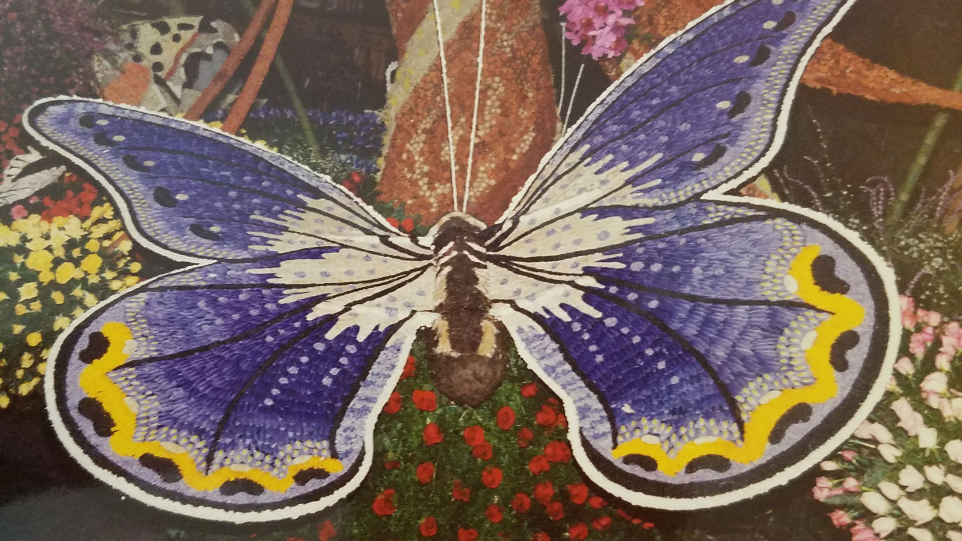 Rose Parade Butterfly