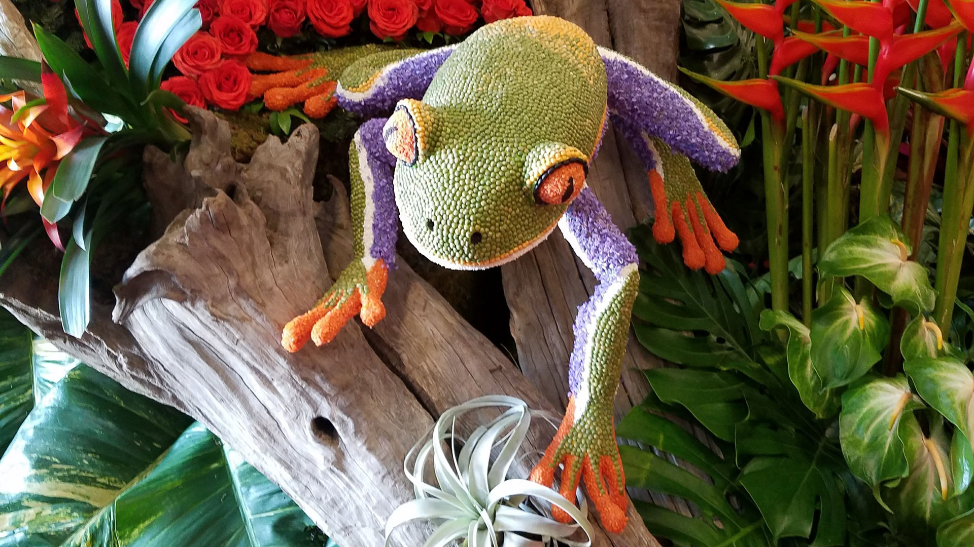 This frog for a Rose Parade float is made from thousands of peas, lentils and other natural products, as required by the rules. 