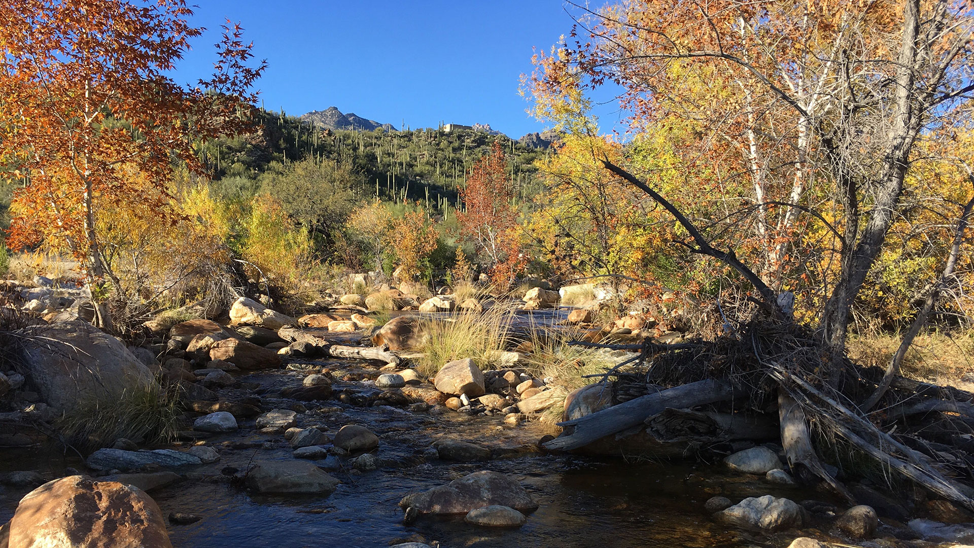 Looking upstream Sabino Creek on one of the bridges at the popular recreation site in Tucson in early winter. 