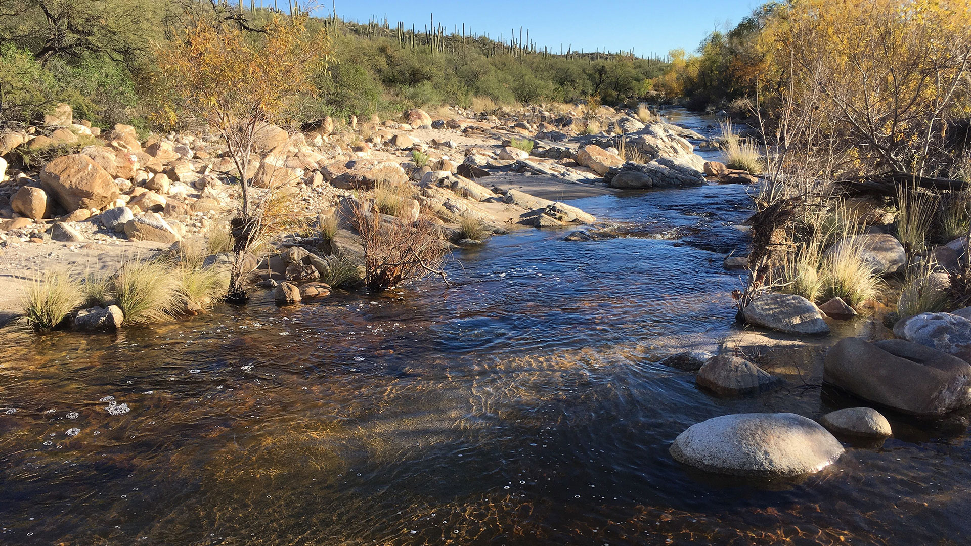 Sabino Creek 1