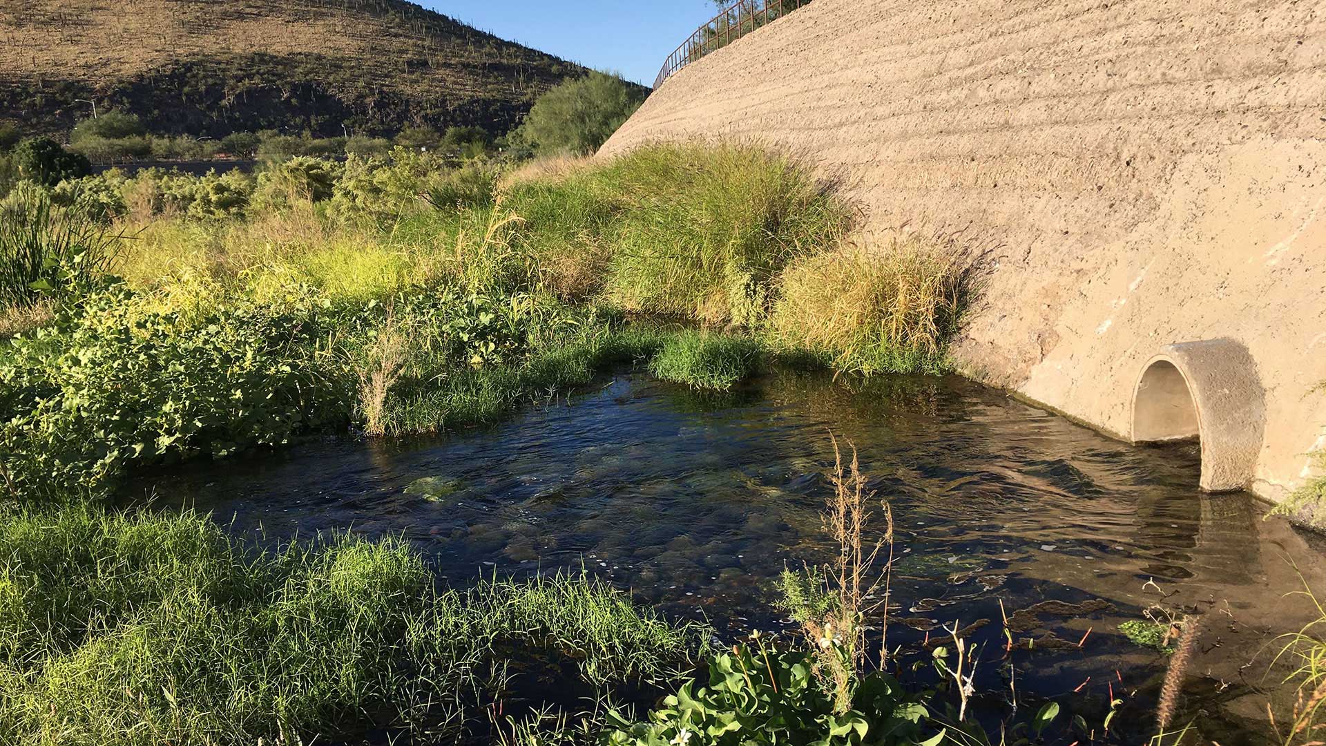 Since late June 2019, Tucson Water has been recharging treated wastewater into the dry channel of the Santa Cruz River, creating a riparian oasis.